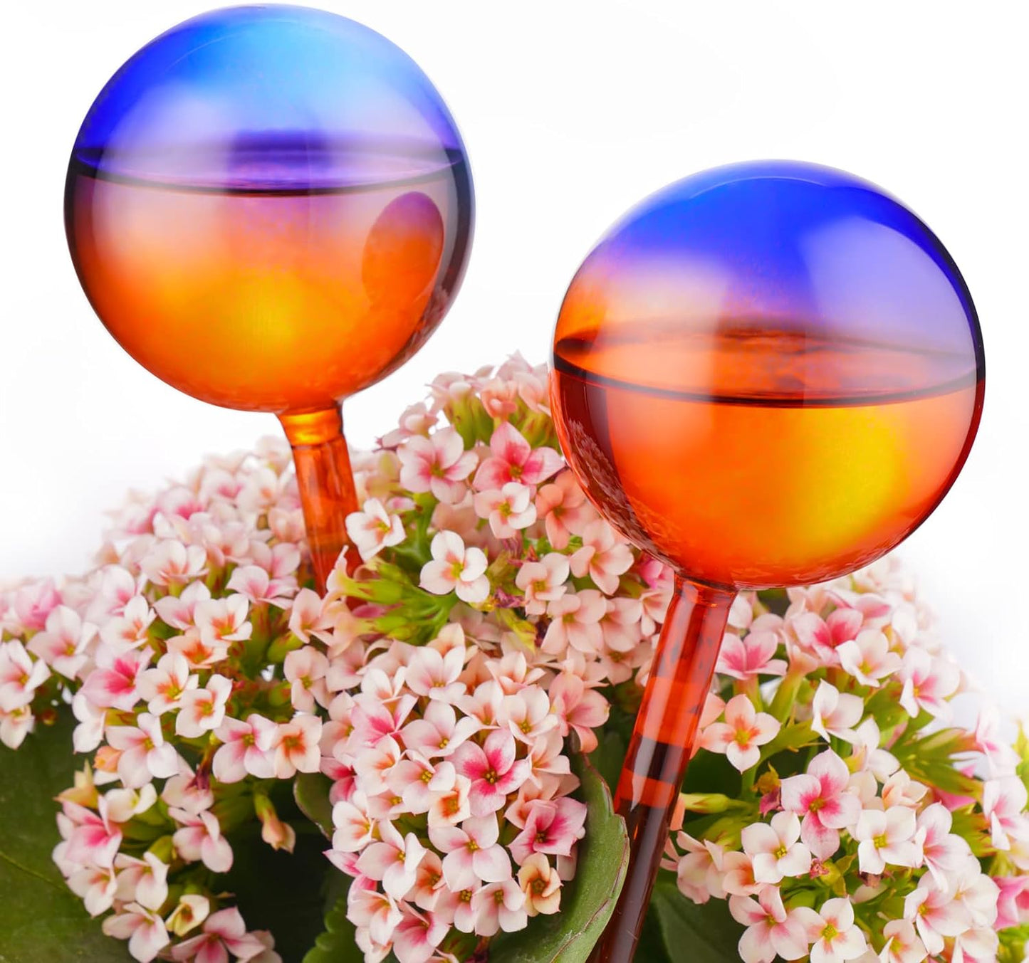 Set of 2 Hand-Blown Glass Aqua Globes, Self-Watering System for Indoor Plants and Hanging Flowers, Blue and Red Gradient, Automatic Plant Waterer