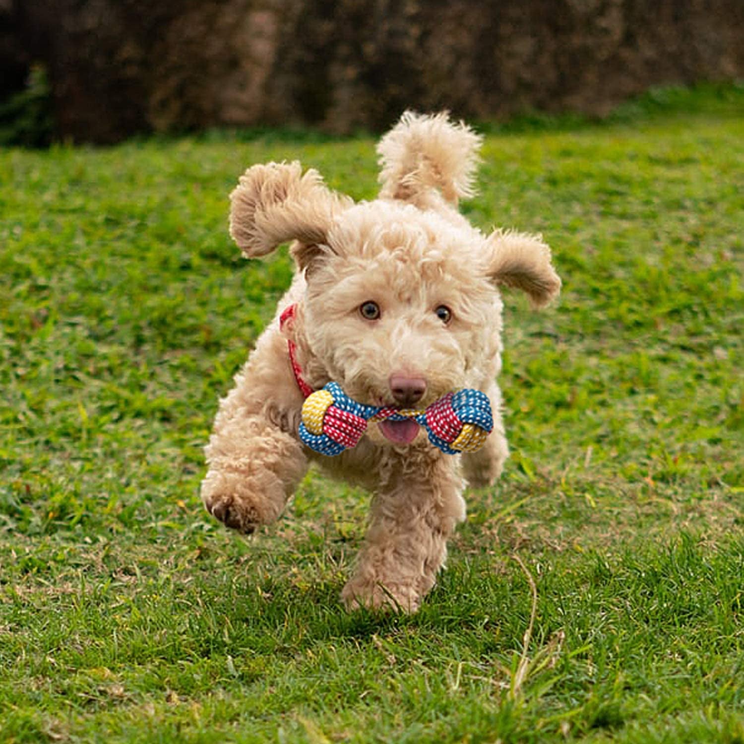 7-Pack Puppy Toys for Small Dogs - Includes Cute Calf Squeaky Dog Toys - Durable Puppy Teething Toys - Rope Puppy Chew Toys - Non-Toxic and Safe for Playful Puppies.